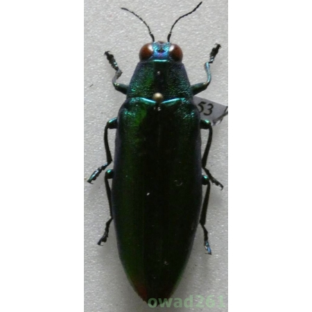 Chrysochroa fulminans (Fabricius, 1787) Indonesia, Java 34mm53